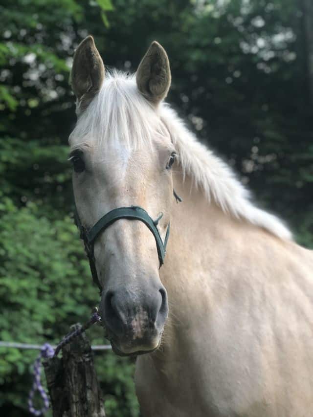 Amira